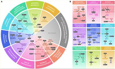 The NDR family of kinases: essential regulators of aging